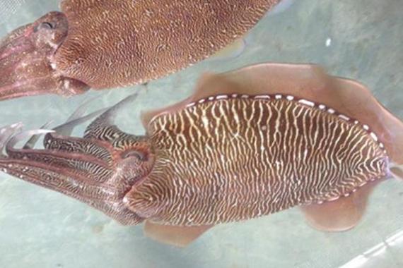 虎斑乌贼淡水养殖技术可行吗？-图1