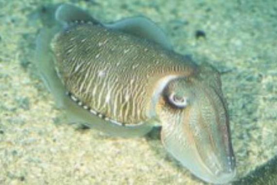 虎斑乌贼淡水养殖技术可行吗？-图3