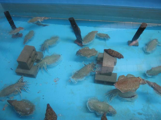 虎斑乌贼淡水养殖技术可行吗？-图2