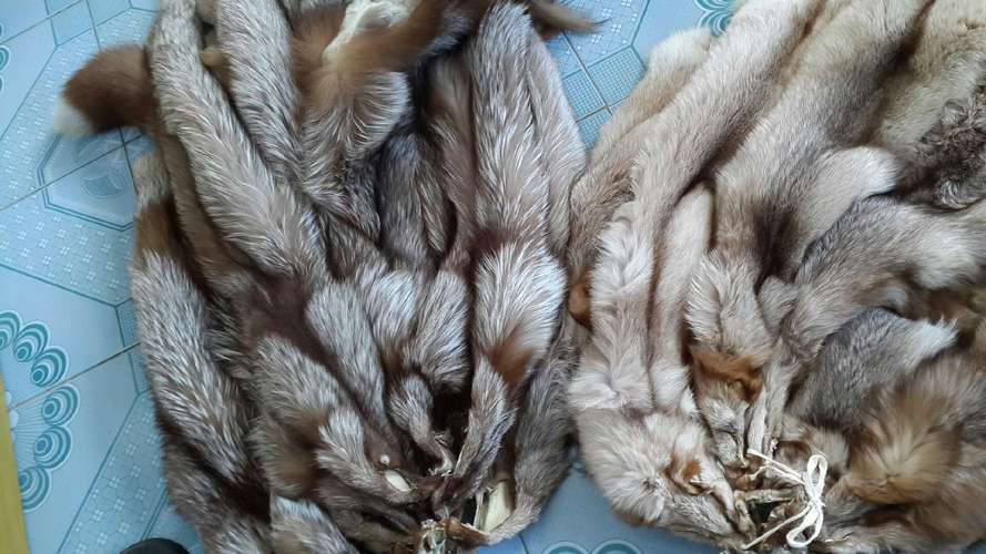 2025年狐狸皮价格会涨还是跌？-图2