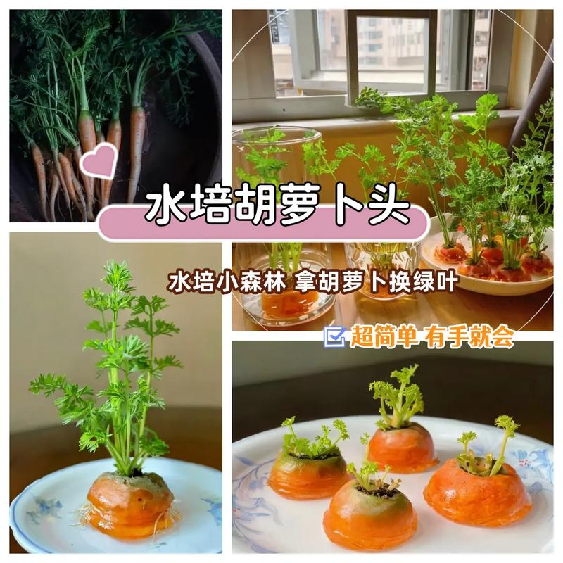 寒萝卜种植技术视频有哪些关键步骤？-图2