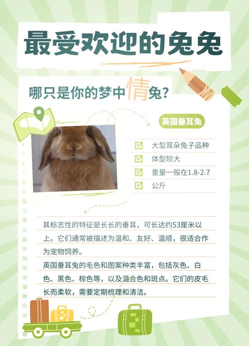 散养选什么品种兔子好？-图2