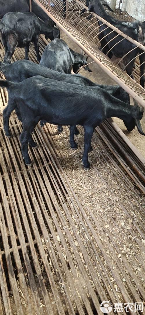 广西黑山羊种公羊品种有哪些？-图2