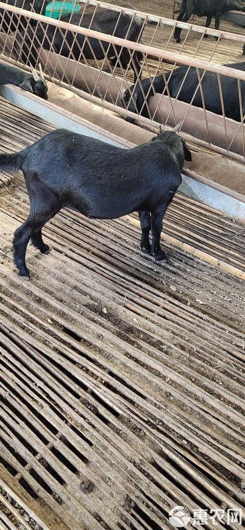 广西黑山羊种公羊品种有哪些？-图3