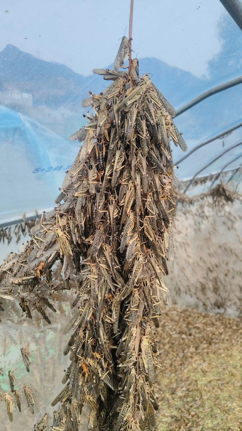 蚂蚱养殖技术要点有哪些?-图3 蚂蚱养殖技术要点有哪些?-图3