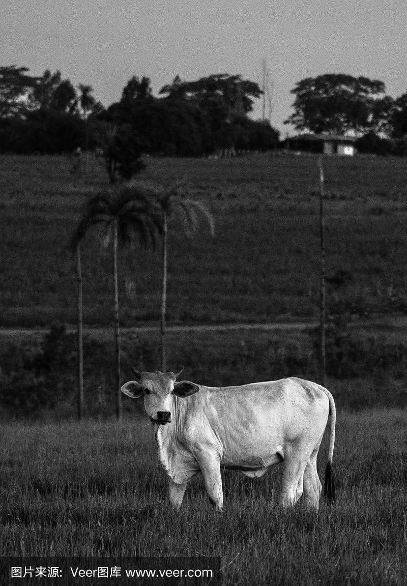 灰色牛是什么品种？-图1