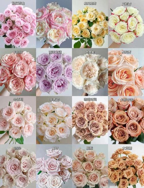 玫瑰花品种到底有多少种?-图1 玫瑰花品种到底有多少种?-图1
