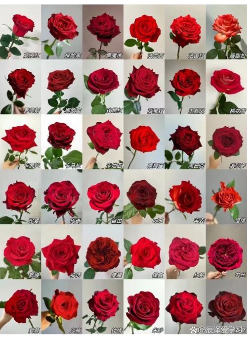 玫瑰花品种到底有多少种?-图2 玫瑰花品种到底有多少种?-图2