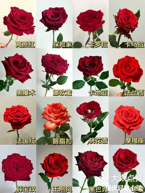 玫瑰花品种到底有多少种?-图3 玫瑰花品种到底有多少种?-图3