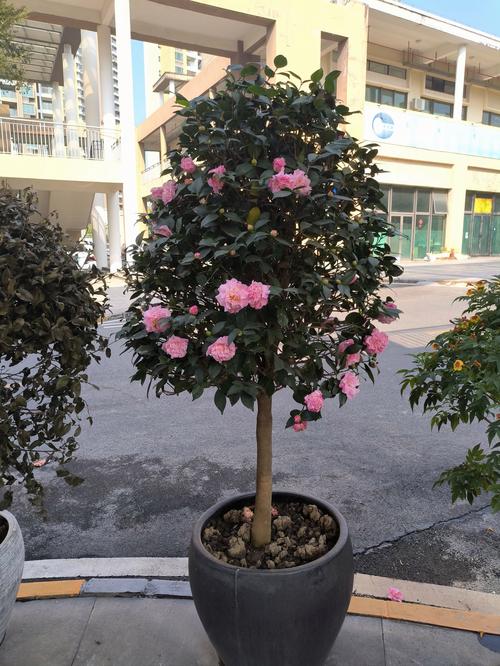 茶花哪个品种最好？-图2