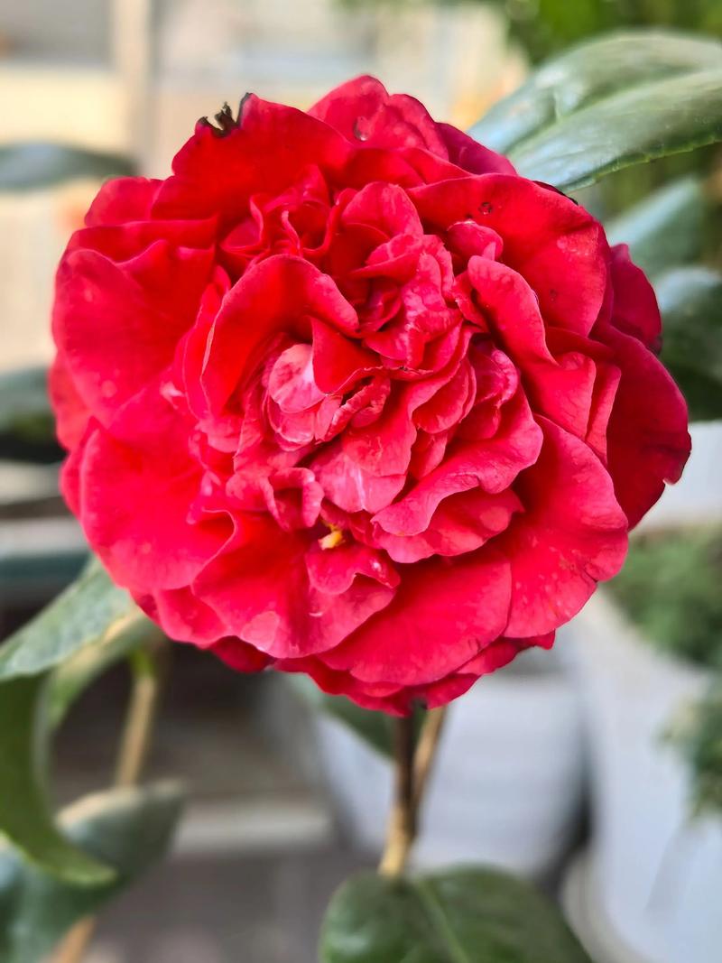 茶花哪个品种最好？-图1