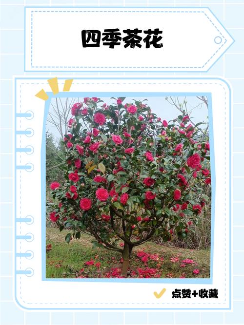 茶花哪个品种最好？-图3