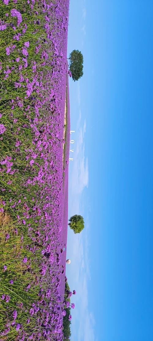 薰衣草种植技术难吗？前景如何？-图1