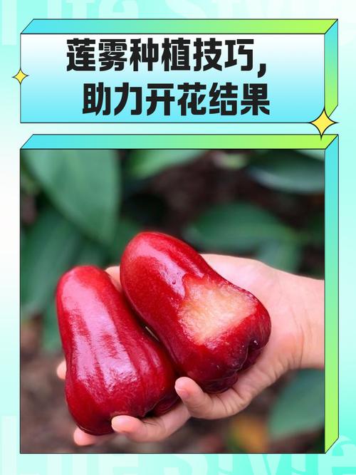 莲雾种植技术视频，关键步骤有哪些？-图1