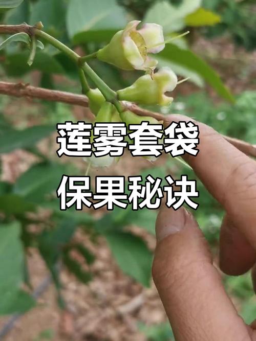 莲雾种植技术视频，关键步骤有哪些？-图2