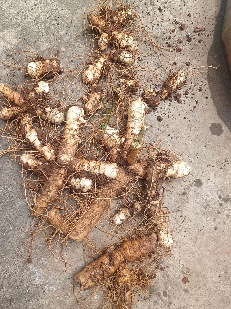 玉竹种植方法有哪些关键技术要点?-图2 玉竹种植方法有哪些关键技术要点?-图2