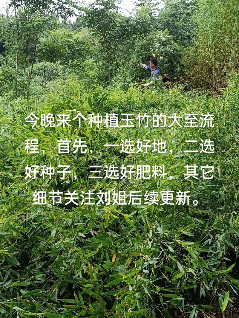 玉竹种植方法有哪些关键技术要点?-图1 玉竹种植方法有哪些关键技术要点?-图1