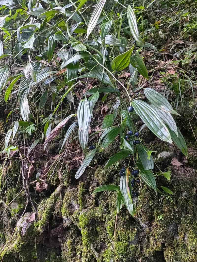 玉竹种植方法有哪些关键技术要点?-图3 玉竹种植方法有哪些关键技术要点?-图3