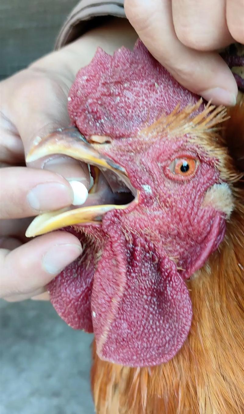 如何科学养土鸡防病?-图1 如何科学养土鸡防病?-图1