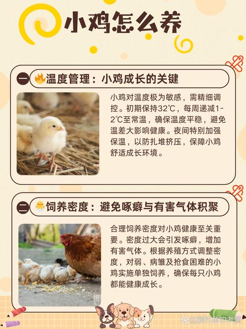 如何科学养土鸡防病？-图2