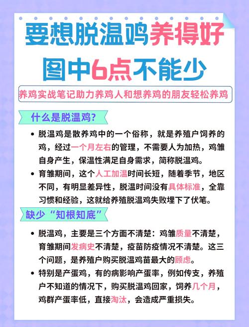 如何科学养土鸡防病？-图3