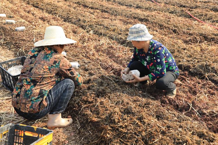 冬季大棚秸秆种菜，技术要点有哪些？-图1