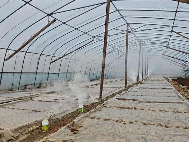 冬季大棚秸秆种菜，技术要点有哪些？-图2