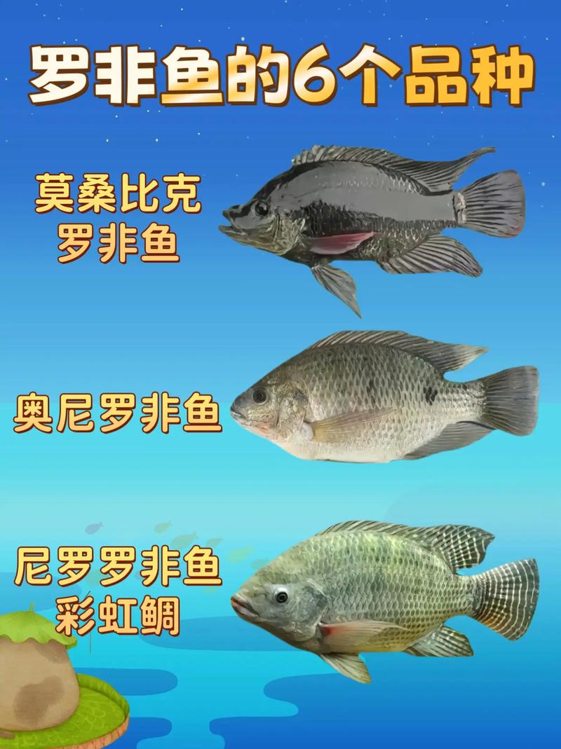 耐寒罗非鱼新品种有何突破?-图1 耐寒罗非鱼新品种有何突破?-图1