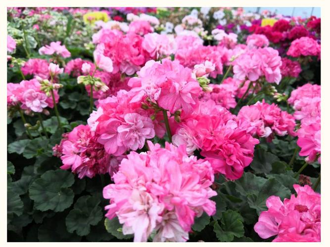 天竺葵品种有哪些?-图2 天竺葵品种有哪些?-图2