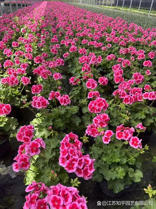 天竺葵品种有哪些?-图1 天竺葵品种有哪些?-图1