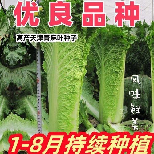 青麻叶大白菜有哪些常见品种？-图2