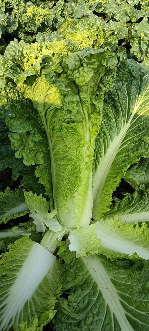 青麻叶大白菜有哪些常见品种?-图3 青麻叶大白菜有哪些常见品种?-图3