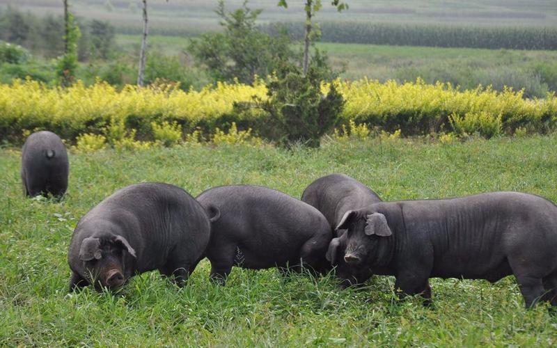 里盆黑猪养殖技术有哪些关键点?-图1 里盆黑猪养殖技术有哪些关键点?-图1