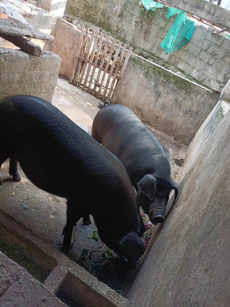 里盆黑猪养殖技术有哪些关键点?-图3 里盆黑猪养殖技术有哪些关键点?-图3