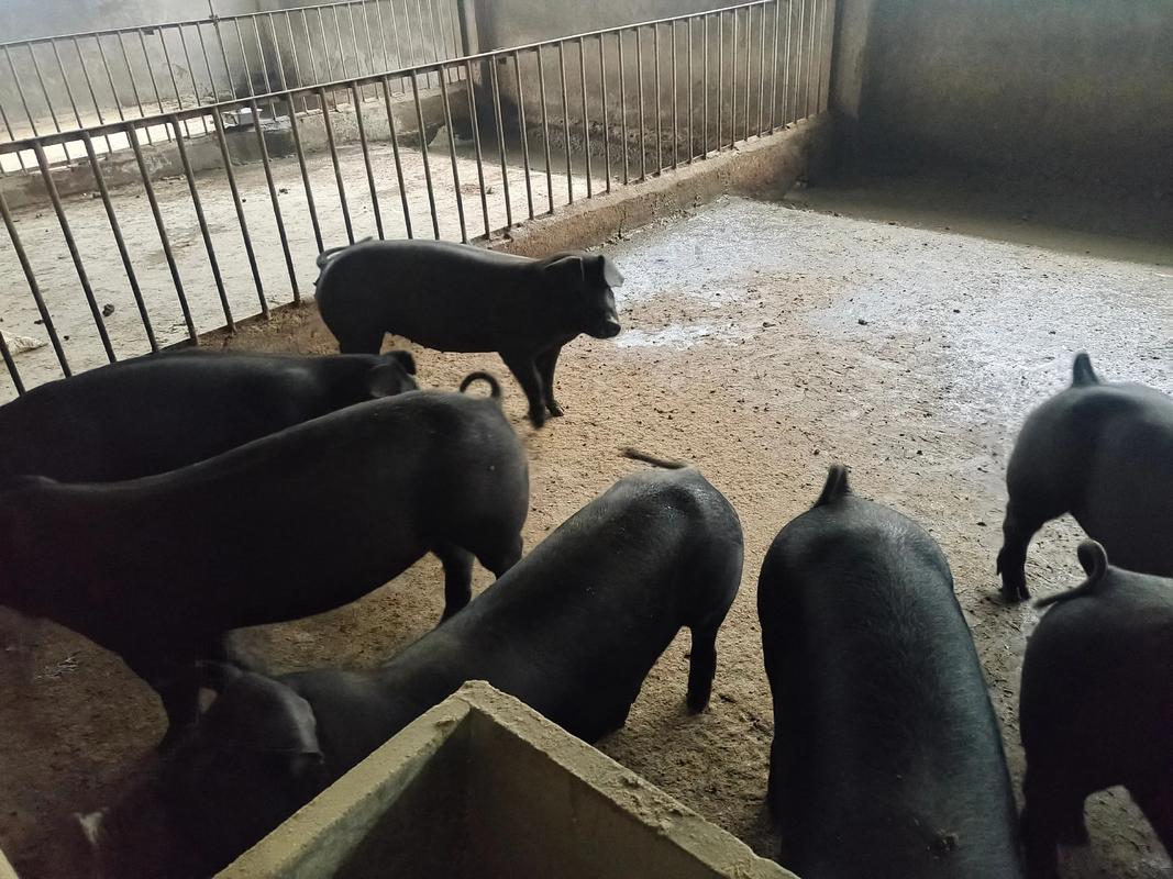 里盆黑猪养殖技术有哪些关键点？-图2