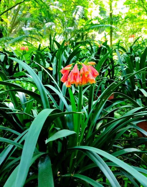 什么品种君子兰最好?-图3 什么品种君子兰最好?-图3