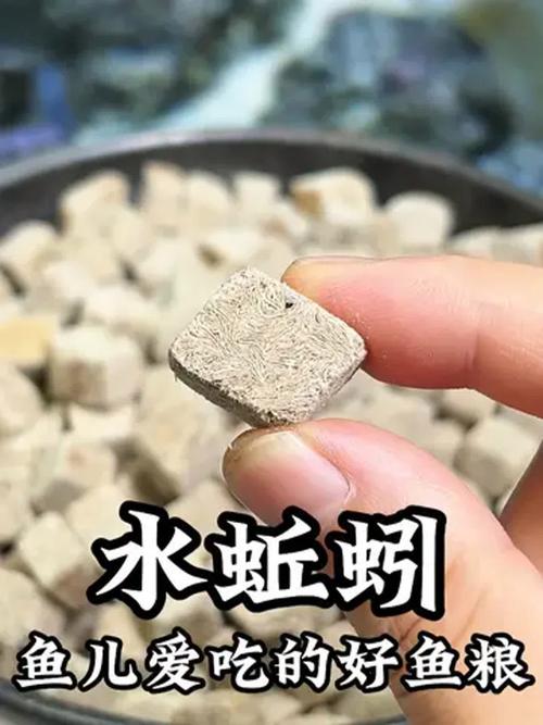 水蚯蚓无水养殖可行吗?技术要点是什么?-图1 水蚯蚓无水养殖可行吗?技术要点是什么?-图1