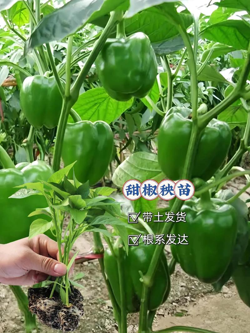 甜椒大棚种植技术规程有哪些要点?-图1 甜椒大棚种植技术规程有哪些要点?-图1