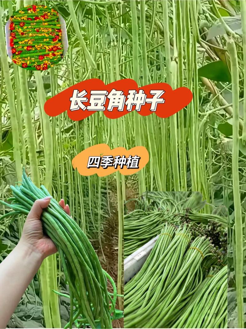 长豆角怎么种才能高产?-图2 长豆角怎么种才能高产?-图2