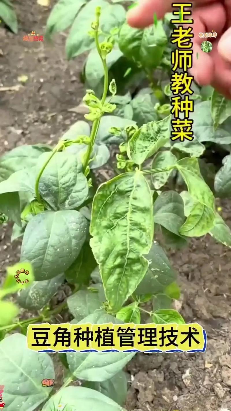 长豆角怎么种才能高产?-图3 长豆角怎么种才能高产?-图3