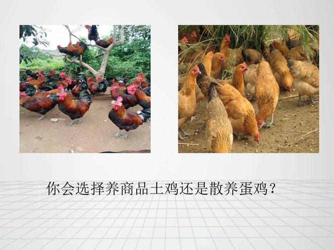 本地土鸡养殖技术课件，关键要点有哪些？-图2