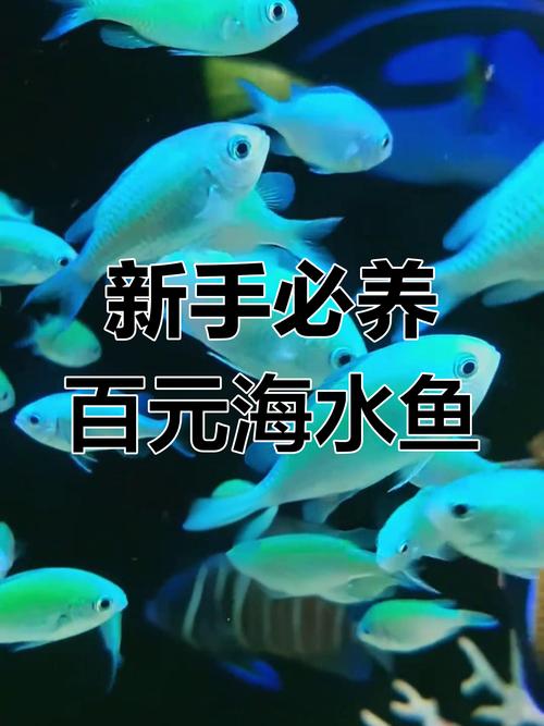 海水产新品种有哪些?养殖前景如何?-图1 海水产新品种有哪些?养殖前景如何?-图1