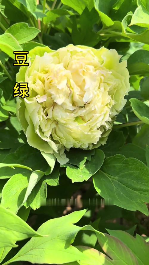 牡丹品种有哪些?视频全收录!-图3 牡丹品种有哪些?视频全收录!-图3