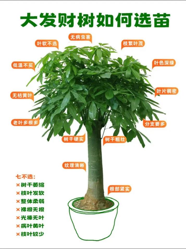 发财树品种怎么快速区分?-图1 发财树品种怎么快速区分?-图1