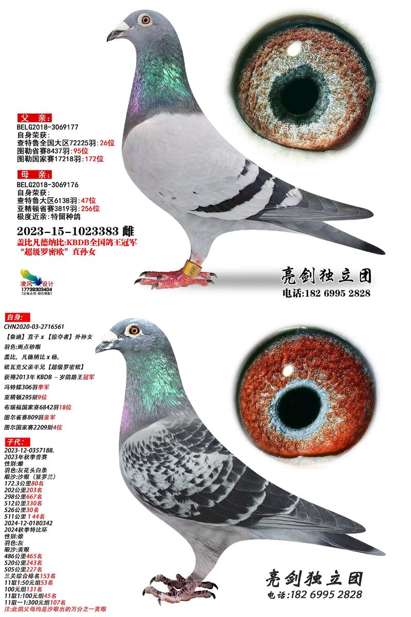 国肉欧洲种鸽到底有多少品种?-图2 国肉欧洲种鸽到底有多少品种?-图2