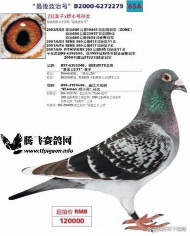 国肉欧洲种鸽到底有多少品种?-图1 国肉欧洲种鸽到底有多少品种?-图1