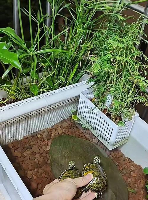 室内养龟技术视频,新手必看哪些要点?-图2 室内养龟技术视频,新手必看哪些要点?-图2