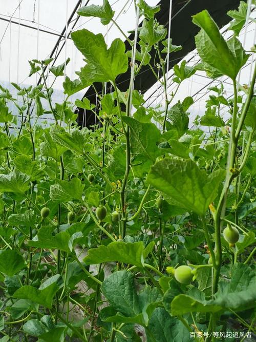 哪些大棚吊蔓甜瓜品种最优良？-图3