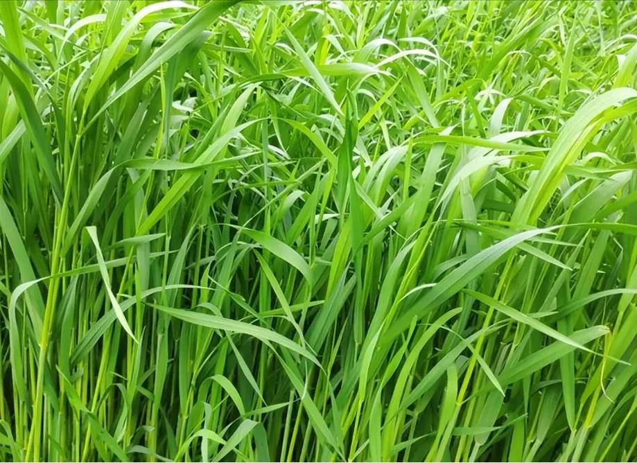 多年生牧草品种有哪些?常见品种有哪些?-图2 多年生牧草品种有哪些?常见品种有哪些?-图2