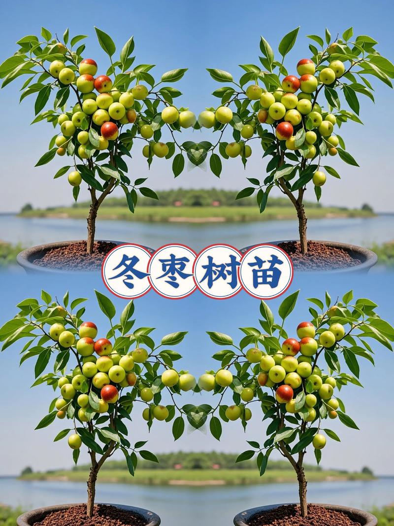 冬枣幼树管理技术视频有哪些要点？-图3